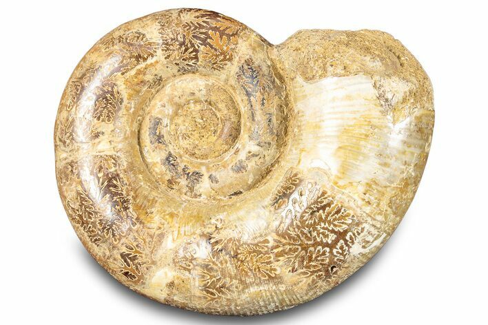 Jurassic Ammonite (Hemilytoceras) Fossil - Madagascar #283461